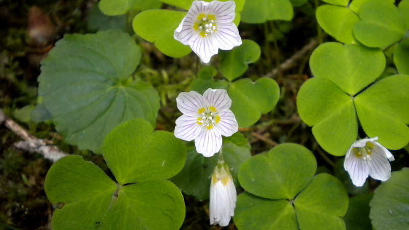 Oxalidacea - Oxalis acetosella